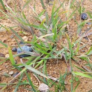 Chloris virgata at Holt, ACT - 11 Apr 2023