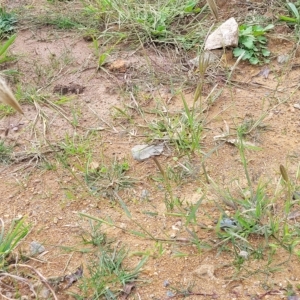 Chloris virgata at Holt, ACT - 11 Apr 2023