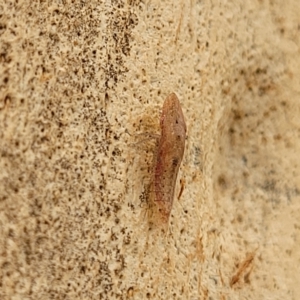 Ledromorpha planirostris at O'Connor, ACT - 11 Apr 2023 01:37 PM