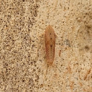 Ledromorpha planirostris at O'Connor, ACT - 11 Apr 2023