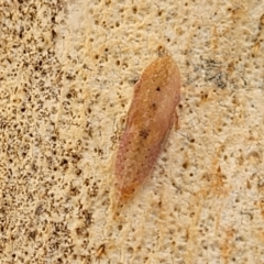 Ledromorpha planirostris at O'Connor, ACT - 11 Apr 2023