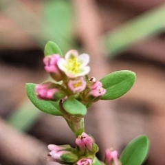 Polygonum arenastrum (Wireweed) at O'Connor, ACT - 11 Apr 2023 by trevorpreston