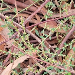 Polygonum arenastrum at O'Connor, ACT - 11 Apr 2023 01:36 PM