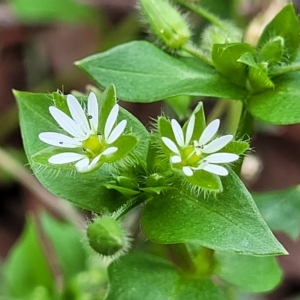 Stellaria media at O'Connor, ACT - 11 Apr 2023