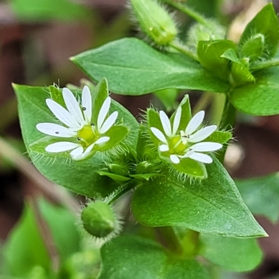 Stellaria media (Common Chickweed) at Banksia Street Wetland Corridor - 11 Apr 2023 by trevorpreston