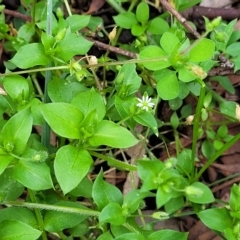Stellaria media at O'Connor, ACT - 11 Apr 2023 01:36 PM