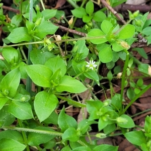 Stellaria media at O'Connor, ACT - 11 Apr 2023 01:36 PM