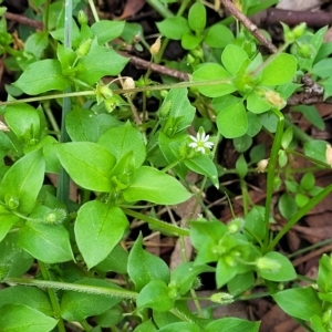 Stellaria media at O'Connor, ACT - 11 Apr 2023 01:36 PM