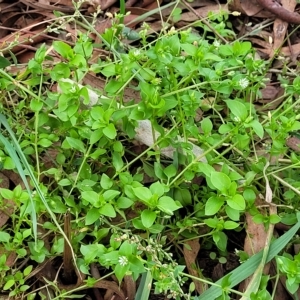 Stellaria media at O'Connor, ACT - 11 Apr 2023