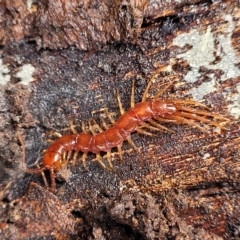 Lithobiomorpha (order) (Unidentified stone centipede) at Banksia Street Wetland Corridor - 11 Apr 2023 by trevorpreston