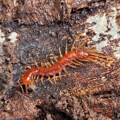 Lithobiomorpha (order) (Unidentified stone centipede) at O'Connor, ACT - 11 Apr 2023 by trevorpreston
