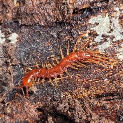 Lithobiomorpha (order) (Unidentified stone centipede) at Banksia Street Wetland Corridor - 11 Apr 2023 by trevorpreston