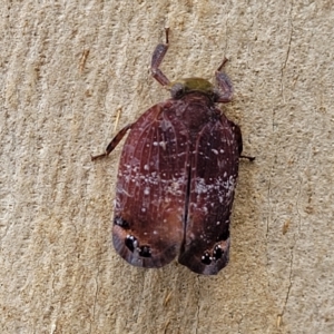 Platybrachys vidua at O'Connor, ACT - 11 Apr 2023