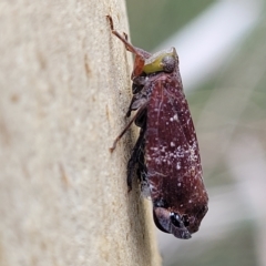 Platybrachys vidua at O'Connor, ACT - 11 Apr 2023