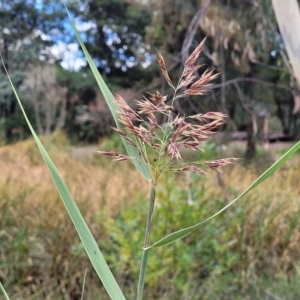 Phragmites australis at O'Connor, ACT - 11 Apr 2023 01:30 PM