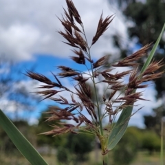 Phragmites australis at O'Connor, ACT - 11 Apr 2023