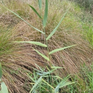 Phragmites australis at O'Connor, ACT - 11 Apr 2023