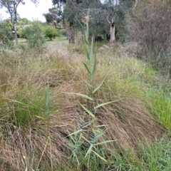 Phragmites australis at O'Connor, ACT - 11 Apr 2023