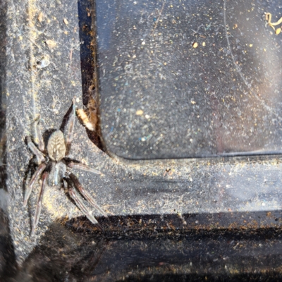 Badumna (genus) (Lattice-web spider) - 11 Apr 2023 by SarahHnatiuk