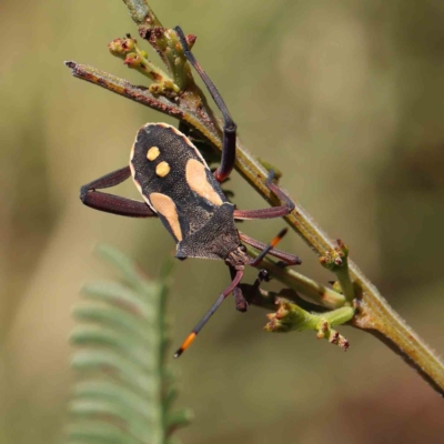 Mictis profana (Crusader Bug) at O'Connor, ACT - 14 Feb 2023 by ConBoekel