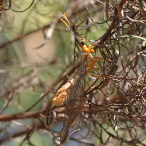 Nymphes myrmeleonoides at O'Connor, ACT - 15 Feb 2023