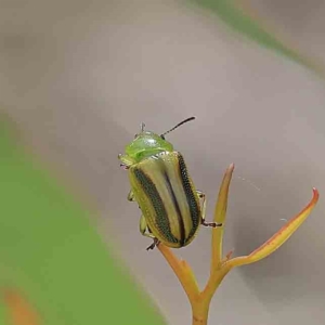 Calomela juncta at Acton, ACT - 15 Feb 2023 10:30 AM