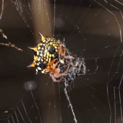 Austracantha minax (Christmas Spider, Jewel Spider) at O'Connor, ACT - 15 Feb 2023 by ConBoekel