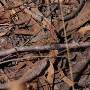 Diplacodes bipunctata at O'Connor, ACT - 15 Feb 2023 10:24 AM