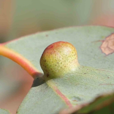 Glycaspis sp. (genus) at Dryandra St Woodland - 14 Feb 2023 by ConBoekel