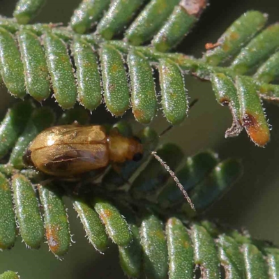 Galerucini sp. (tribe) (A galerucine leaf beetle) at O'Connor, ACT - 14 Feb 2023 by ConBoekel