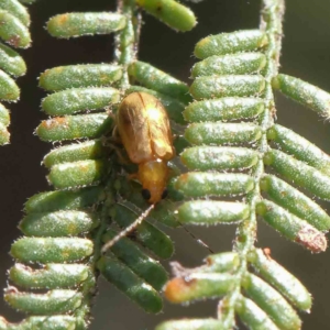 Galerucini sp. (tribe) at O'Connor, ACT - 15 Feb 2023