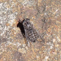 Tabanidae (family) (Unidentified march or horse fly) at O'Connor, ACT - 14 Feb 2023 by ConBoekel