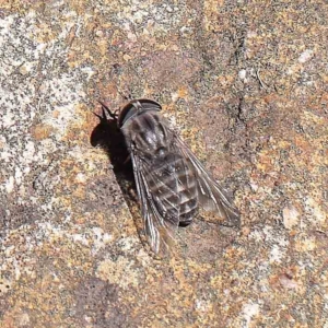 Tabanidae (family) at O'Connor, ACT - 15 Feb 2023