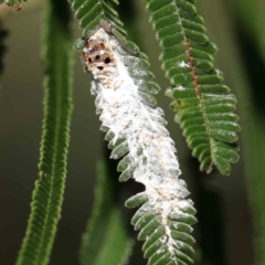 Pseudococcidae sp. (family) at O'Connor, ACT - 15 Feb 2023 by ConBoekel