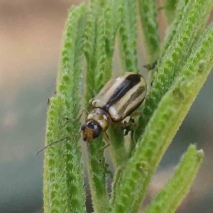 Monolepta froggatti at Dryandra St Woodland - 15 Feb 2023 10:39 AM