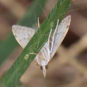 Metasia dicealis at O'Connor, ACT - 15 Feb 2023 11:10 AM