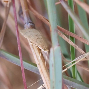 Metasia dicealis at O'Connor, ACT - 15 Feb 2023 11:10 AM