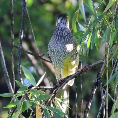 Anthochaera carunculata (Red Wattlebird) at Wodonga, VIC - 10 Apr 2023 by KylieWaldon