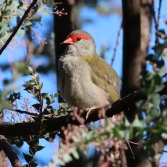 Neochmia temporalis (Red-browed Finch) at Wodonga, VIC - 10 Apr 2023 by KylieWaldon