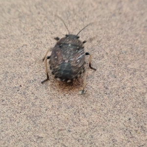 Platycoris rotundatus at Isaacs, ACT - suppressed