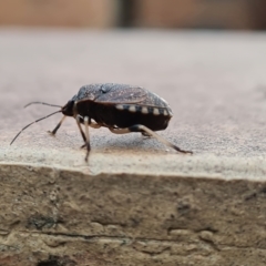 Platycoris rotundatus at Isaacs, ACT - suppressed