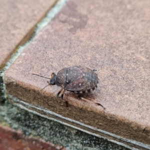 Platycoris rotundatus at Isaacs, ACT - 11 Apr 2023