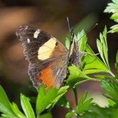 Vanessa itea (Yellow Admiral) at Weston, ACT - 11 Apr 2023 by Kenp12