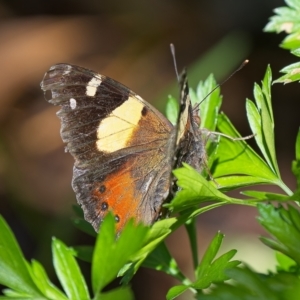 Vanessa itea at Weston, ACT - 11 Apr 2023