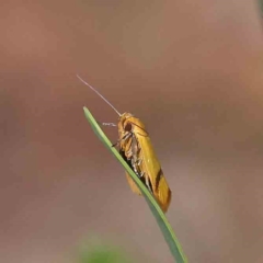 Plectobela undescribed species (A concealer moth) at O'Connor, ACT - 15 Feb 2023 by ConBoekel