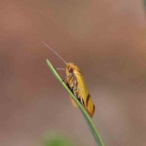 Plectobela undescribed species at O'Connor, ACT - 15 Feb 2023 10:52 AM