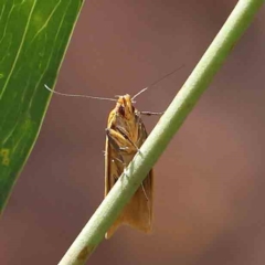 Plectobela undescribed species at O'Connor, ACT - 15 Feb 2023 10:52 AM