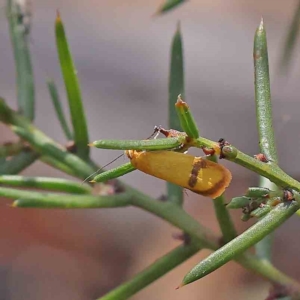 Plectobela undescribed species at O'Connor, ACT - 15 Feb 2023 10:52 AM