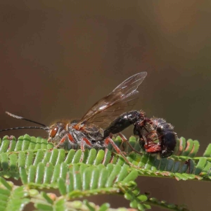 Tiphiidae (family) at O'Connor, ACT - 15 Feb 2023