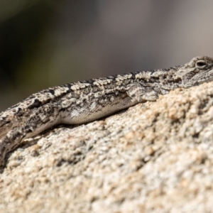 Amphibolurus muricatus at Tennent, ACT - 31 Mar 2023 02:14 PM